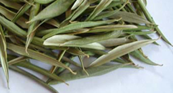 Olive Leaves