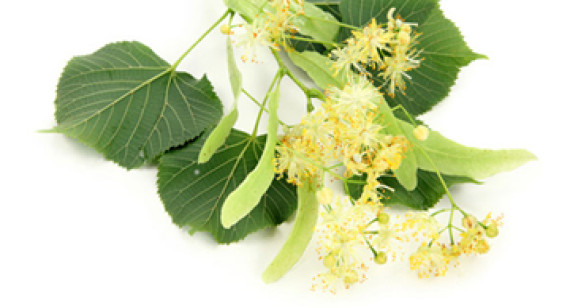 Linden Flowers