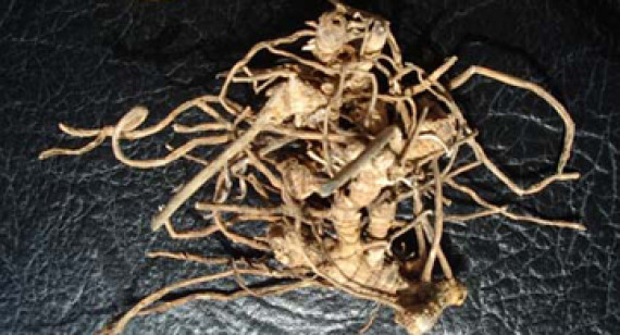 Licorice Roots